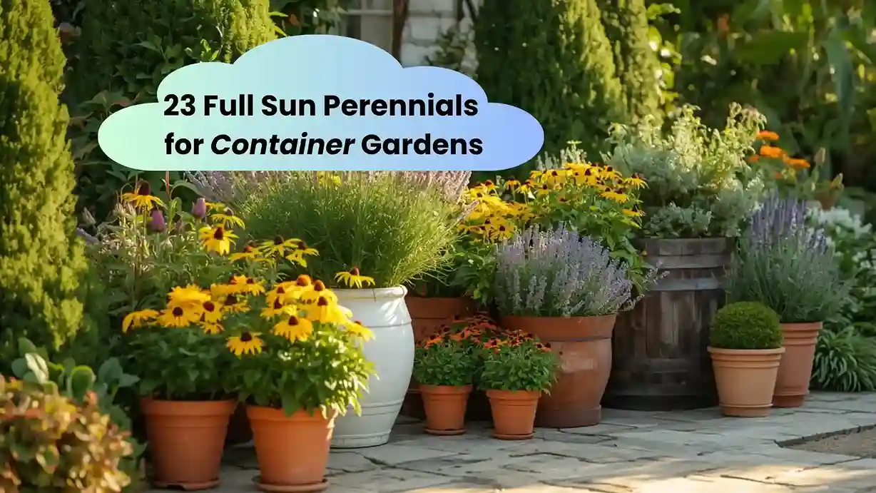 Vibrant full sun perennials for container gardens arranged on a sunny patio with terracotta and ceramic pots